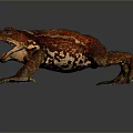 Frog Frog Frog Poison Frog Game Frog Reptile Cold Blooded Animal Reptile Reptile 3d model