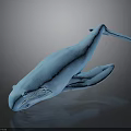 Blue Whale Model Showing Organs And Hair Texture On Black Reflective Surface