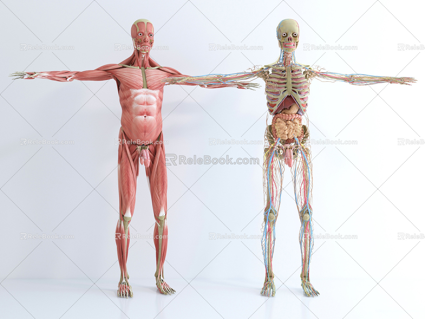 Modern Human Body Medical Body Structure Profile Naked Degree Muscle Human Body Profile Human Acupoint Muscle 3d model