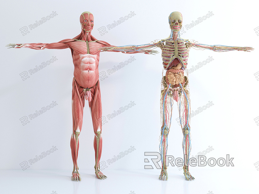 Modern Human Body Medical Body Structure Profile Naked Degree Muscle Human Body Profile Human Acupoint Muscle model