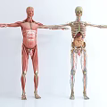 Modern Human Body Medical Body Structure Profile Naked Degree Muscle Human Body Profile Human Acupoint Muscle 3d model