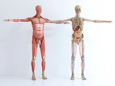 Anatomical Medical Models For Medical Education With Muscular Skeletal Structures Extended Arms 3d model