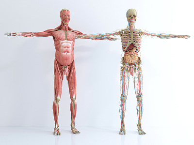 Modern Human Body Medical Body Structure Profile Naked Degree Muscle Human Body Profile Human Acupoint Muscle 3d model