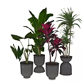 Beautiful Potted Plants With Green And Red Leaves In Black Pots For Home Decor