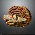 Animal Brain Anatomical Model with Red Yellow Textures and Detailed Structure 3d model