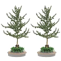 Two Potted Arbor Trees with Green Foliage on Circular Bases and Small Plants