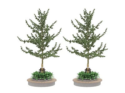 Two Potted Arbor Trees with Green Foliage on Circular Bases and Small Plants 3d model