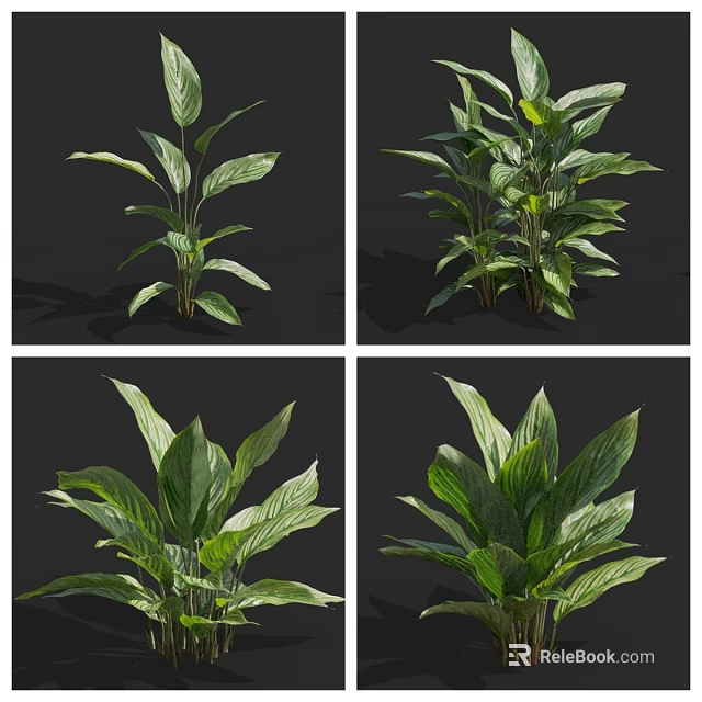 Lush Green Leafy Plants Showcasing Different Angles And Vibrant Fresh Foliage 3d model