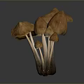 Brown Mushrooms With Various Sizes On Dark Background And Reflections 3d model