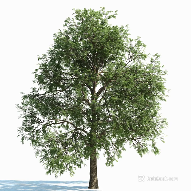 Tall Tree With Lush Green Foliage And Strong Trunk Isolated On White Background 3d model 