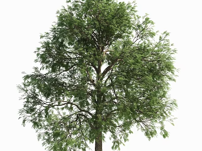 Tall Tree With Lush Green Foliage And Strong Trunk Isolated On White Background 3d model