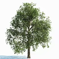 Tall Tree With Lush Green Foliage And Strong Trunk Isolated On White Background
