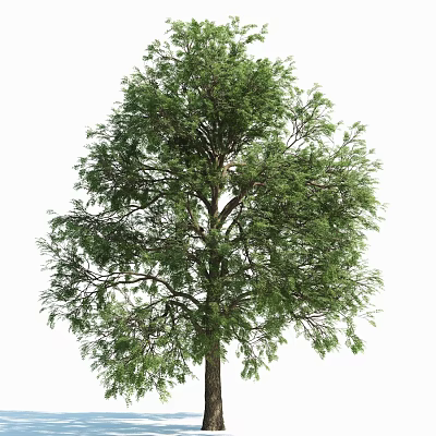 Tall Tree With Lush Green Foliage And Strong Trunk Isolated On White Background 3d model