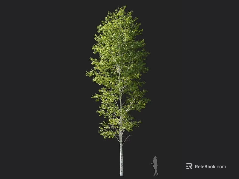 Tall Tree With Green Leaves And White Trunk Beside A Person 3d model 
