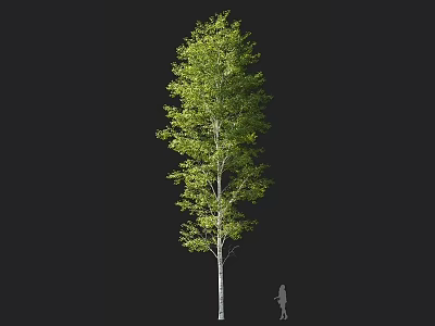 Tall Tree With Green Leaves And White Trunk Beside A Person 3d model
