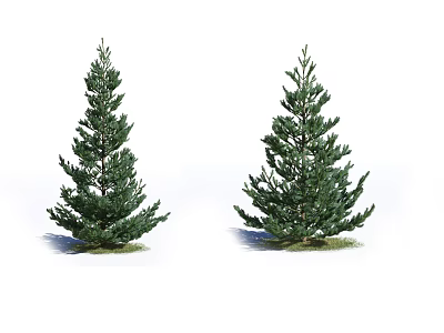 Two Tall Pine Trees With Lush Green Foliage And Strong Trunk On Ground 3d model