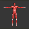 Detailed Human Muscle Anatomy 3D Model In Red With Open Arms Pose