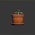 Young Green Seedling Growing in Terracotta Pot with Saucer on Dark Surface