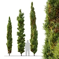Evergreen Arborvitae Trees with Varying Heights and Dense Foliage for Landscape Design