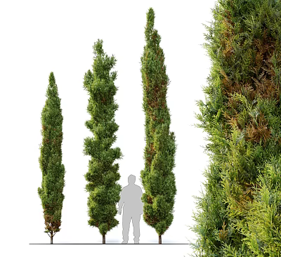Evergreen Arborvitae Trees with Varying Heights and Dense Foliage for Landscape Design 3d model