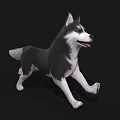 Black And White Husky Dog Running In 3D Model Rendering