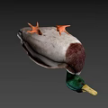 Green Headed Duck With Yellow Beak Brown White Plumage And Orange Feet Isolated On Gray
