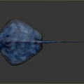 Vibrant Blue Stingray With Detailed Body Pattern And Long Tail Structure 3d model