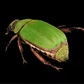 Close Up View Of Green Beetle With Shiny Exoskeleton On Black Background
