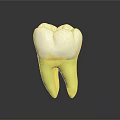 Dental Medical Device Anatomical Model With White Crown And Yellow Root Structure