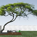 Graceful Curved Trunk Arbor With Lush Green Foliage Against Blue Sky