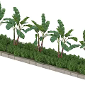 Healthy Lush Green Arbor Trees Arranged In A Row Along Concrete Border