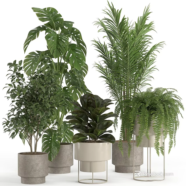 Lush Green Potted Plants With Monstera Palm And Fern For Indoor Home Decor 3d model 