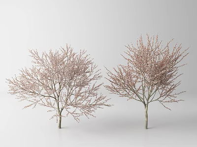 Two Beautiful Arbor Trees With Pink Blossoms Against White Background 3d model
