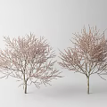 Two Beautiful Arbor Trees With Pink Blossoms Against White Background