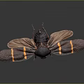 Brown Moth With Yellow Stripes On Its Spread Wings And Dark Body Against Dark Background