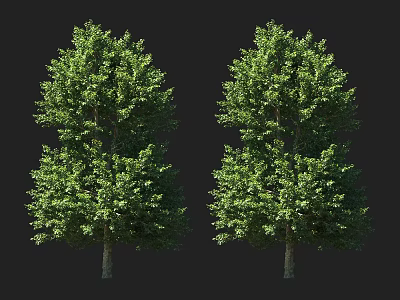 Two Lush Green Arbor Trees with Dense Foliage Against Black Background 3d model