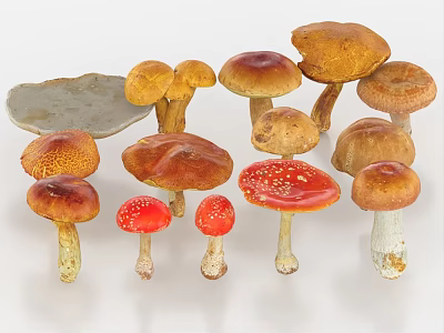 Various Fresh Colorful Organic Mushroom Vegetables With Different Shapes And Sizes 3d model