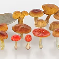 mushroom straw mushroom boletus ganoderma lucidum vegetable food 3d model