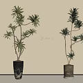 Bonsai Potted Plants With Tall Slender Branches In Black Pots On Light Background