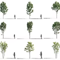 Varied Arbor Tree Forms Display Different Crown Shapes With People For Size Comparison 3d model
