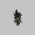 Garden Decor Featuring Lush Green Plants With Large Leaves In Ceramic Pots For Home Garden