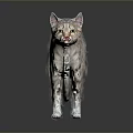 Realistic Striped Tabby Cat Standing Gracefully On Dark Background With Reflection