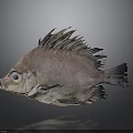 Whole Fresh Pinkish Red Fish With Spiky Fins And Large Eyes On Gray Background