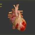 Realistic 3D Anatomical Model of Human Heart Organ with Hair Structure Details