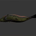 Colorful Rainbow Trout With Green Pink Black Spots Streamlined Body On Gray Background With Reflection
