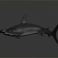 Impressive Hammerhead Shark Featuring Distinctive Broad Head and Sleek Body Structure 3d model