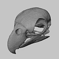 Detailed Bird Skull Skeleton Anatomical Structure With Beak And Eye Socket
