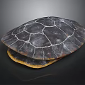 Turtle Displaying Detailed Shell With Dark Surface White Patterns And Yellow Underside