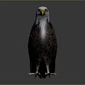 Bald Eagle With White Head Yellow Beak And Dark Feathers Standing On Shiny Surface