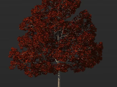Striking Deciduous Tree With Lush Red Leaves And Tall Trunk Against Dark Backdrop 3d model